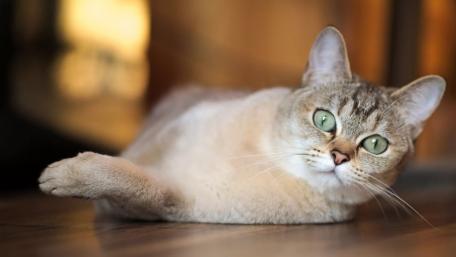 Charming Cat Relaxing at Home wallpaper