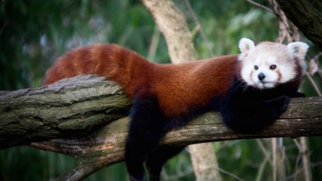 Red Panda Relaxing in Nature's Embrace wallpaper