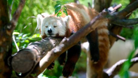 Resting Red Panda in Nature's Embrace wallpaper