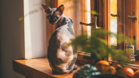 Elegant Cat by the Window wallpaper