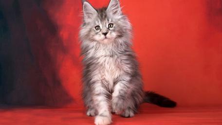 Fluffy Majesty of a Maine Coon Kitten wallpaper