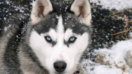 Snowy Siberian Husky Portrait wallpaper