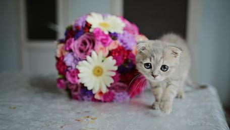 Charming Kitten Among Colorful Blooms wallpaper