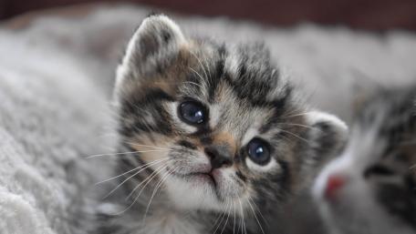 Adorable Kitten with Bright Eyes and Fluffy Fur wallpaper
