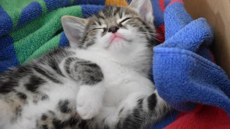 Cute Sleeping Kitten in Cozy Blanket wallpaper