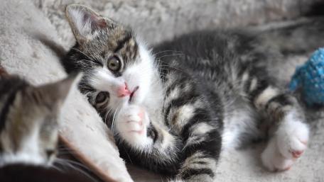 Playful Tabby Kitten Relaxing on Soft Surface wallpaper