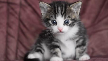 Adorable Kitten with Striking Blue Eyes and Soft Fur wallpaper