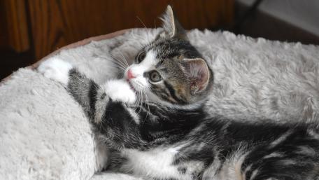Adorable Tabby Kitten Relaxing on a Cozy Bed wallpaper