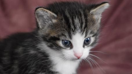 Adorable Kitten with Bright Blue Eyes and Fluffy Fur wallpaper