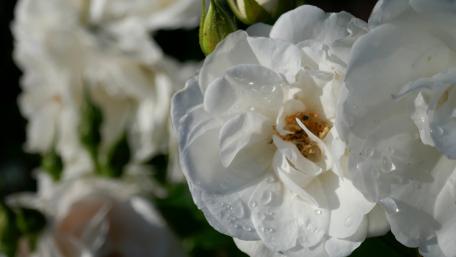 Elegant White Roses with Dew Drops wallpaper