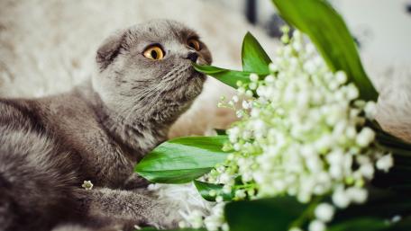 Playful Cat Curiously Sniffing Flowers wallpaper