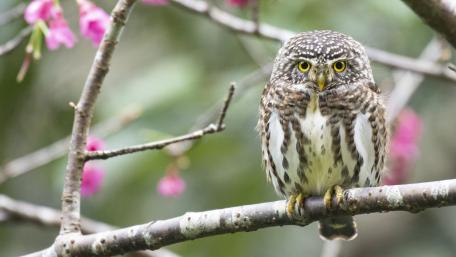 Charming Owl Amidst Spring Blooms wallpaper