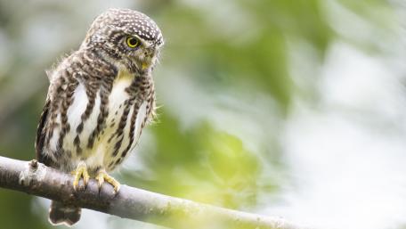 Majestic Owl in Nature's Embrace wallpaper