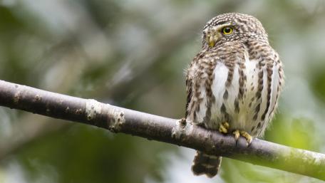 Majestic Owl Perched on a Branch wallpaper