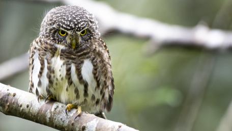 Majestic Owl Perched on a Branch wallpaper
