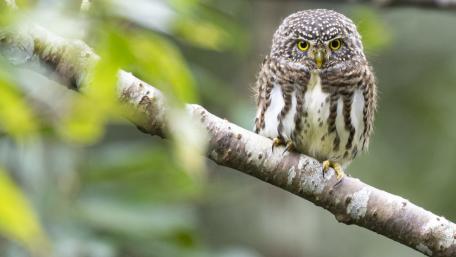 Majestic Owl Perched in Nature's Embrace wallpaper