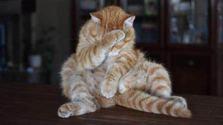 Adorable Ginger Cat in a Playful Pose wallpaper