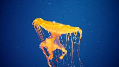 Graceful Jellyfish in Blue Depths wallpaper