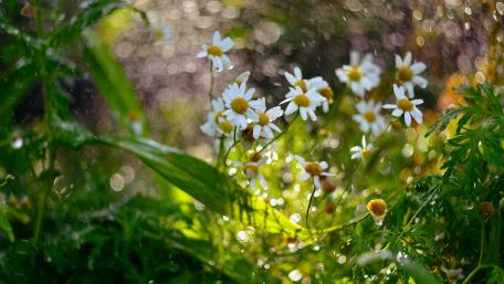 Delicate Daisies Amidst Gentle Rainfall wallpaper