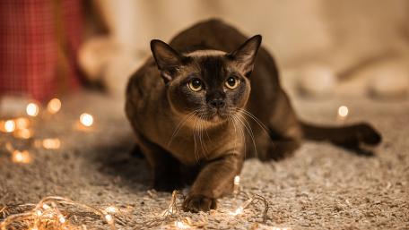 Curious Cat Among Twinkling Lights wallpaper