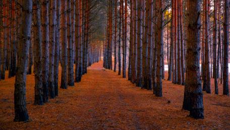 Serene Pathway Through Tall Pine Trees wallpaper