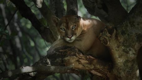 Majestic Cougar Resting on a Tree Branch wallpaper