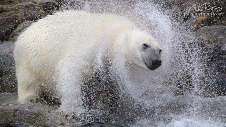 Majestic Polar Bear in a Splash of Water wallpaper