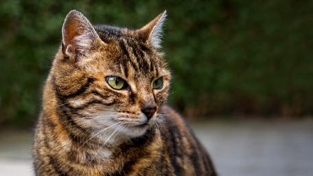 Fierce Feline Majesty in Focus wallpaper