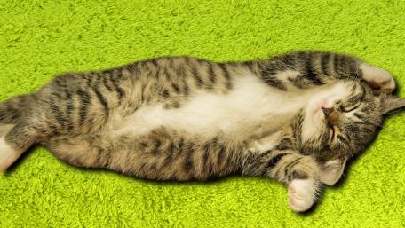 Lazy Cat Relaxing on Bright Green Carpet wallpaper