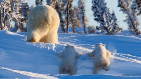 Playful Polar Bear Cubs in Snowy Wonderland wallpaper