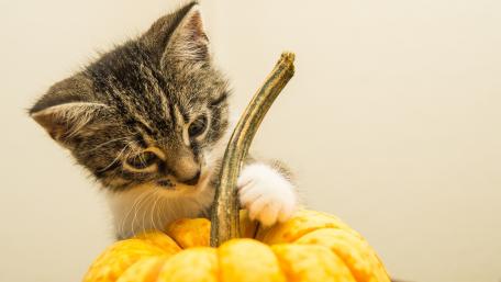 Curious Kitten Exploring a Pumpkin wallpaper