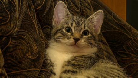 Charming Gray Tabby Kitten Relaxing Softly wallpaper