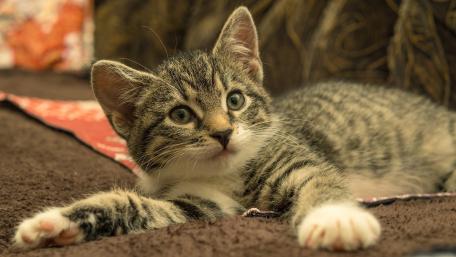 Cute Playful Kitten Relaxing on Soft Surface wallpaper