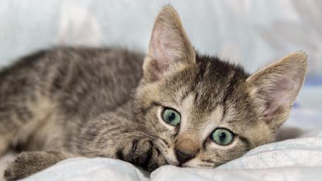 Charming Close-Up of a Playful Kitten wallpaper