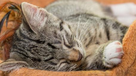 Cozy Dreaming Kitten Wallpaper wallpaper