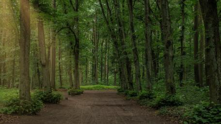 Serene Forest Pathway Inviting Nature's Embrace wallpaper