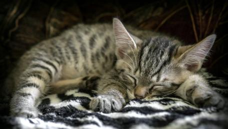 Cute Sleeping Kitten Relaxing on a Cozy Blanket wallpaper