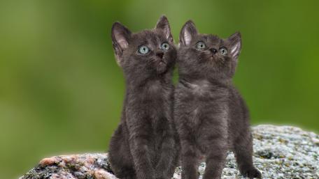 Cute Kittens in a Serene Setting wallpaper