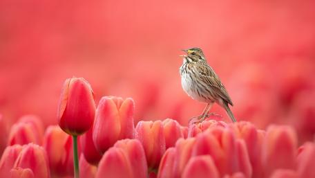 Vibrant Tulips with a Singing Bird wallpaper