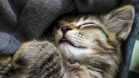Purring Dreams of a Content Kitten wallpaper