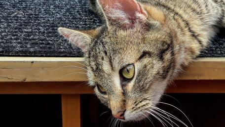 Curious Cat Relaxing on a Table wallpaper