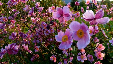 Blooming Serenity in Pink Petals wallpaper