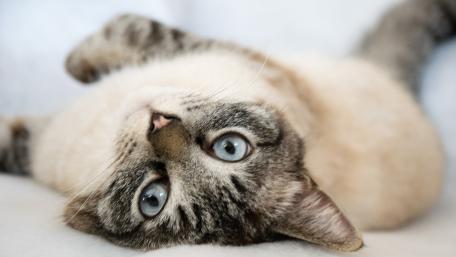 Charming Cat in Playful Pose wallpaper