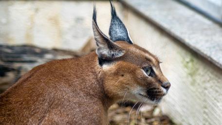 Elegant Caracal in Natural Habitat wallpaper