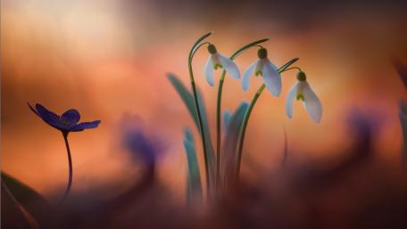 Delicate Blooms in a Dreamy Landscape wallpaper