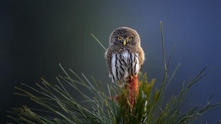 Majestic Owl Perched on Pine Branch wallpaper