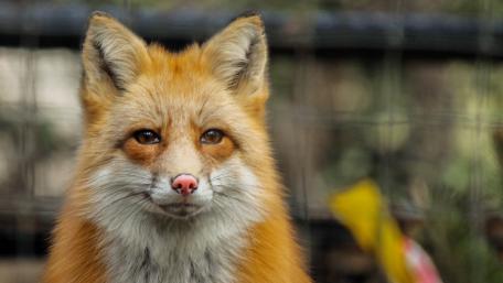 Vibrant Fox Portrait in Nature Scene wallpaper