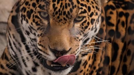 Majestic Jaguar in Detail wallpaper