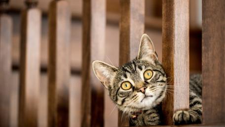 Curious Cat Peeking Through Stair Railing wallpaper