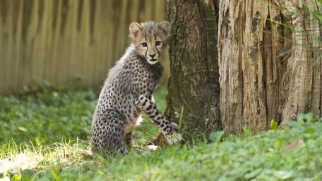 Graceful Cheetah Cub in Nature's Embrace wallpaper